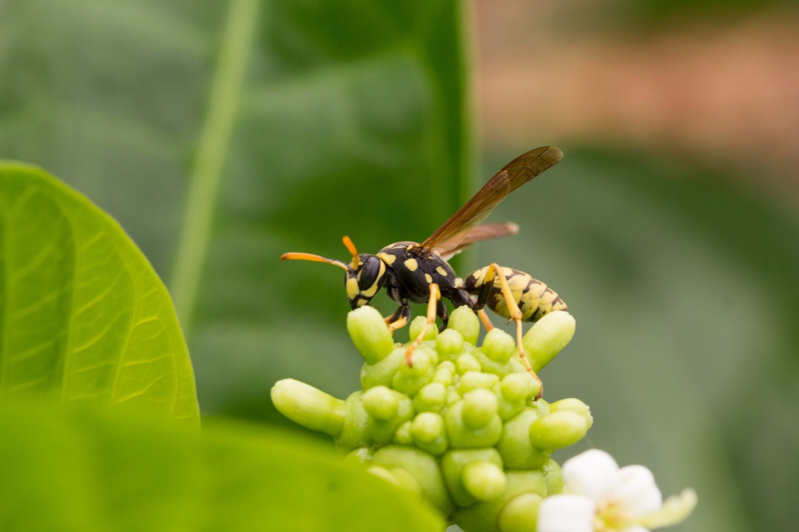 Canon EF-S 60mm F2.8 Macro USM sample photo. Wasp, insect, inflorescence photography