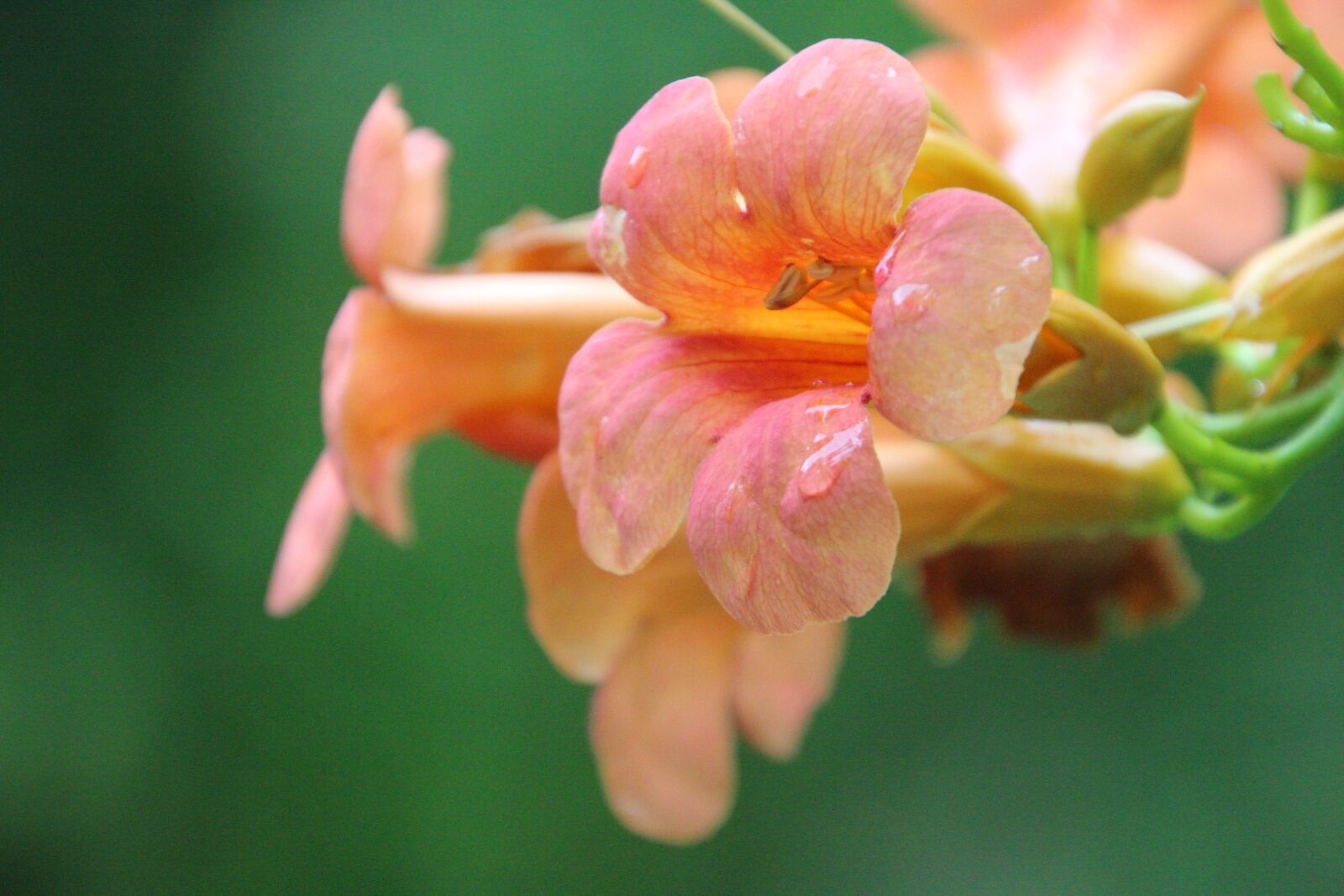 Canon EOS 600D (Rebel EOS T3i / EOS Kiss X5) sample photo. Flowers, trumpet creepers, campsis photography