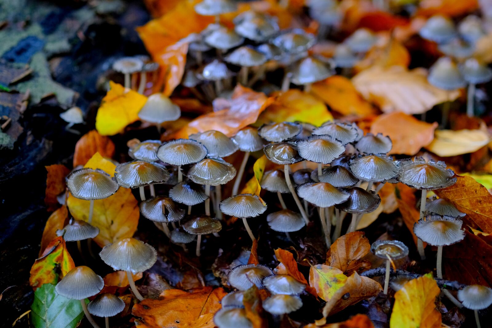 Fujifilm X-T20 sample photo. Comatus, mushrooms, mushroom colony photography