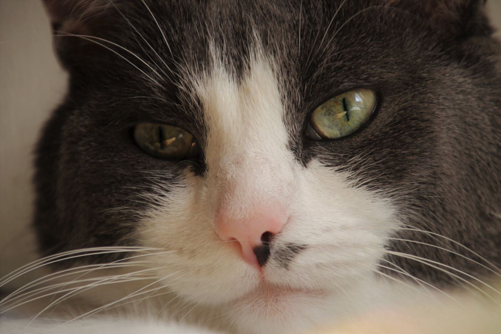 Canon EOS 80D sample photo. Tomcat, sad, sleepy photography