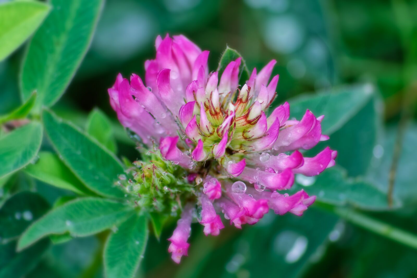 Canon EOS 1100D (EOS Rebel T3 / EOS Kiss X50) sample photo. Macro, clover, nature photography