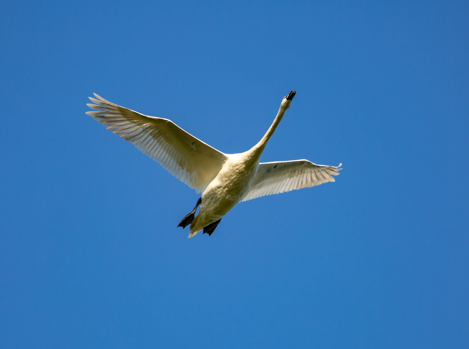 Canon EOS 5D Mark III sample photo. Swan in flight, white photography
