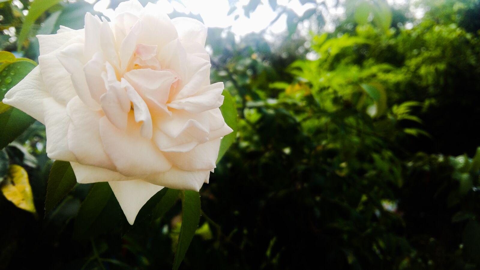 Samsung Galaxy A5 sample photo. White, rose, sunshine photography