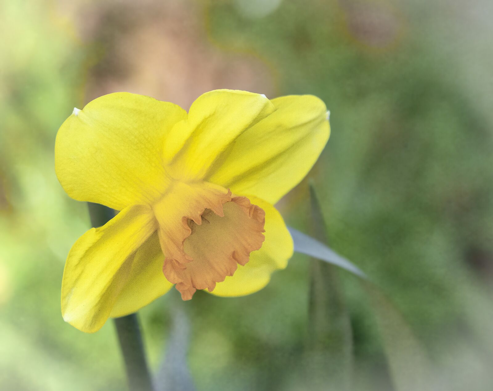 Sigma 100-400mm F5-6.3 DG OS HSM sample photo. Daffodil, wildflower, yellow photography