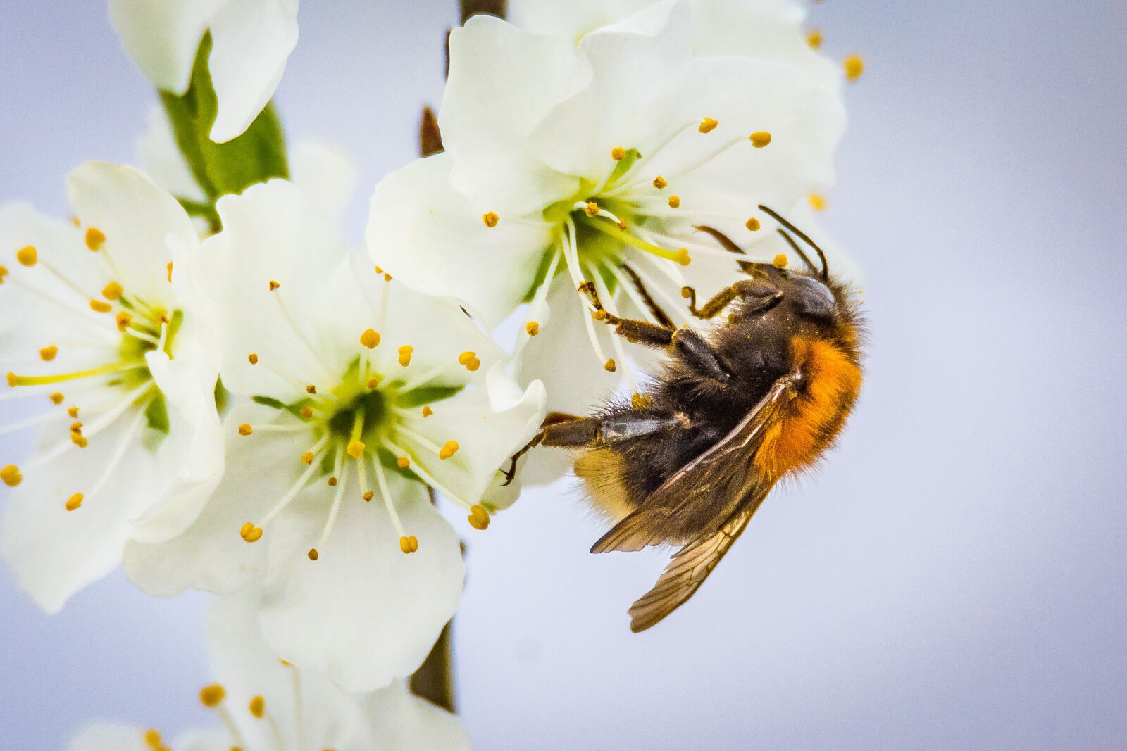Nikon D7200 sample photo. Hummel, bombus, blossom photography