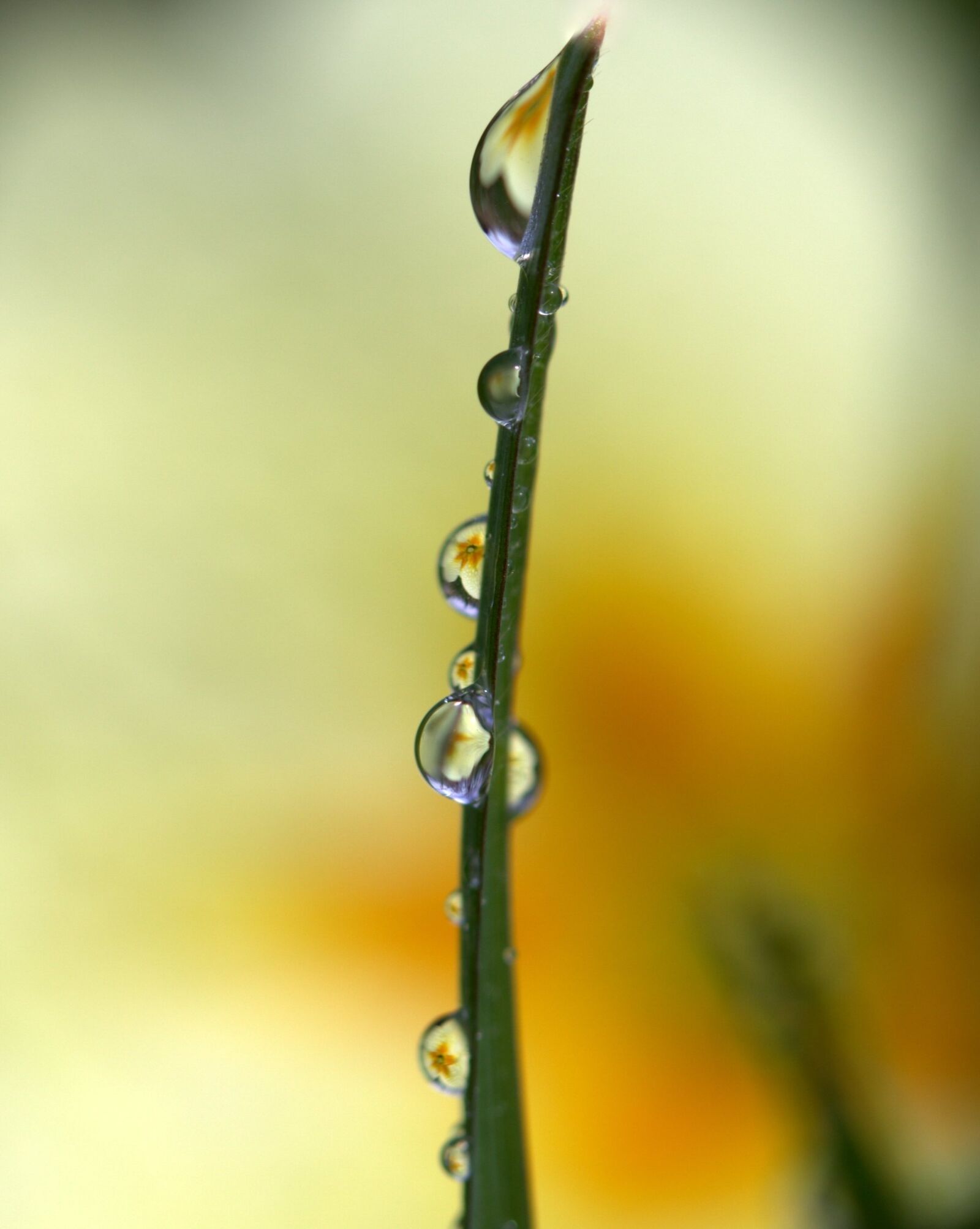 Canon EOS 700D (EOS Rebel T5i / EOS Kiss X7i) sample photo. Grass, drops, yellow photography