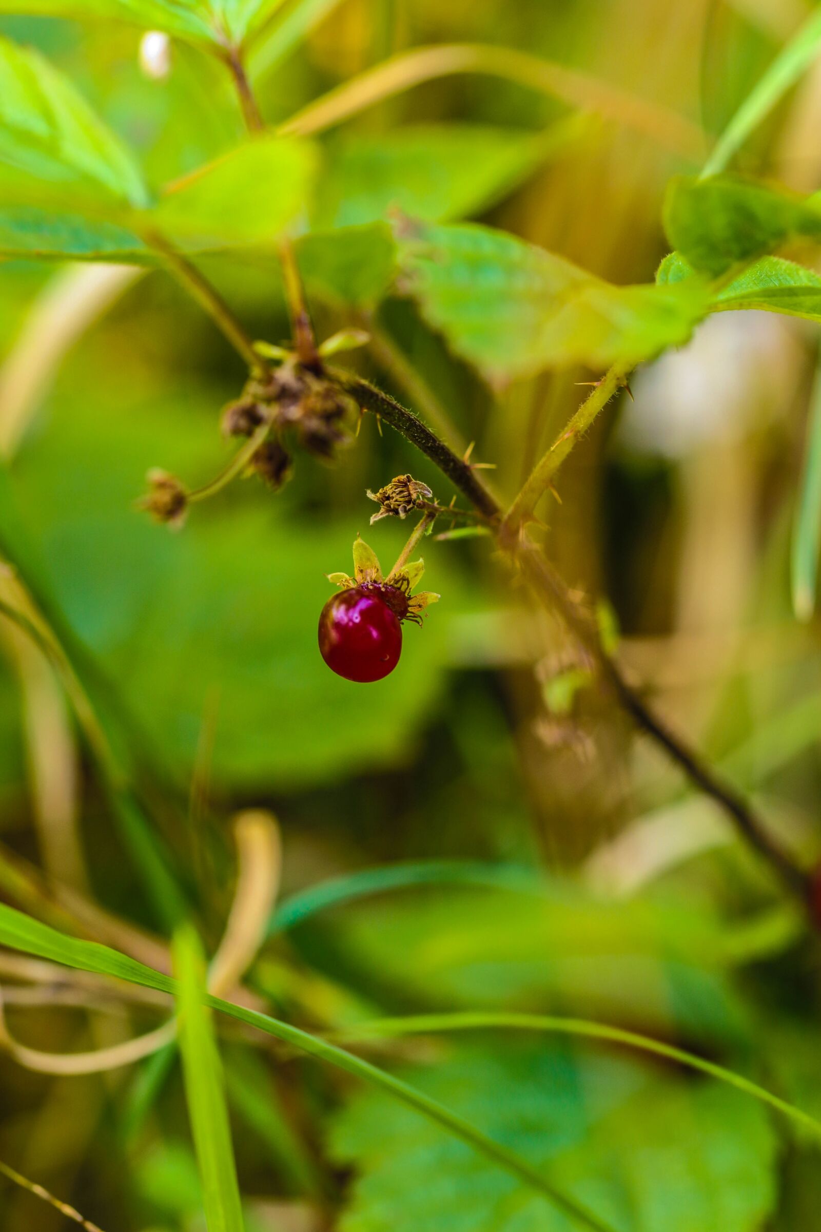 Canon EOS 7D Mark II sample photo. Berry, wild, nature photography