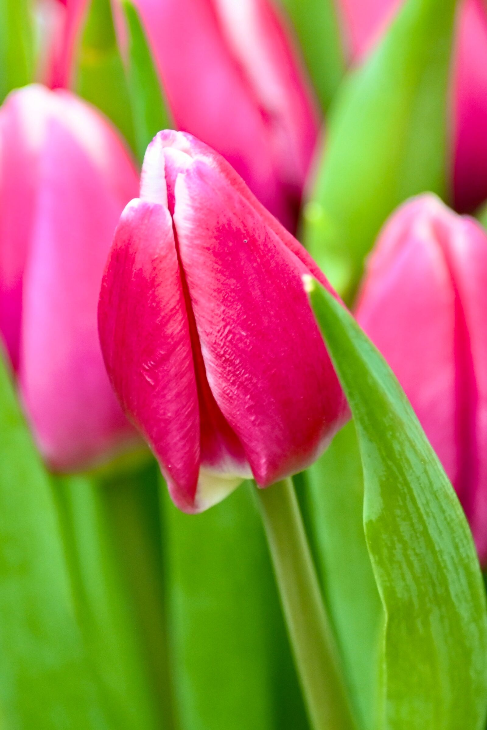 Nikon Z6 sample photo. Tulip, pink, spring photography