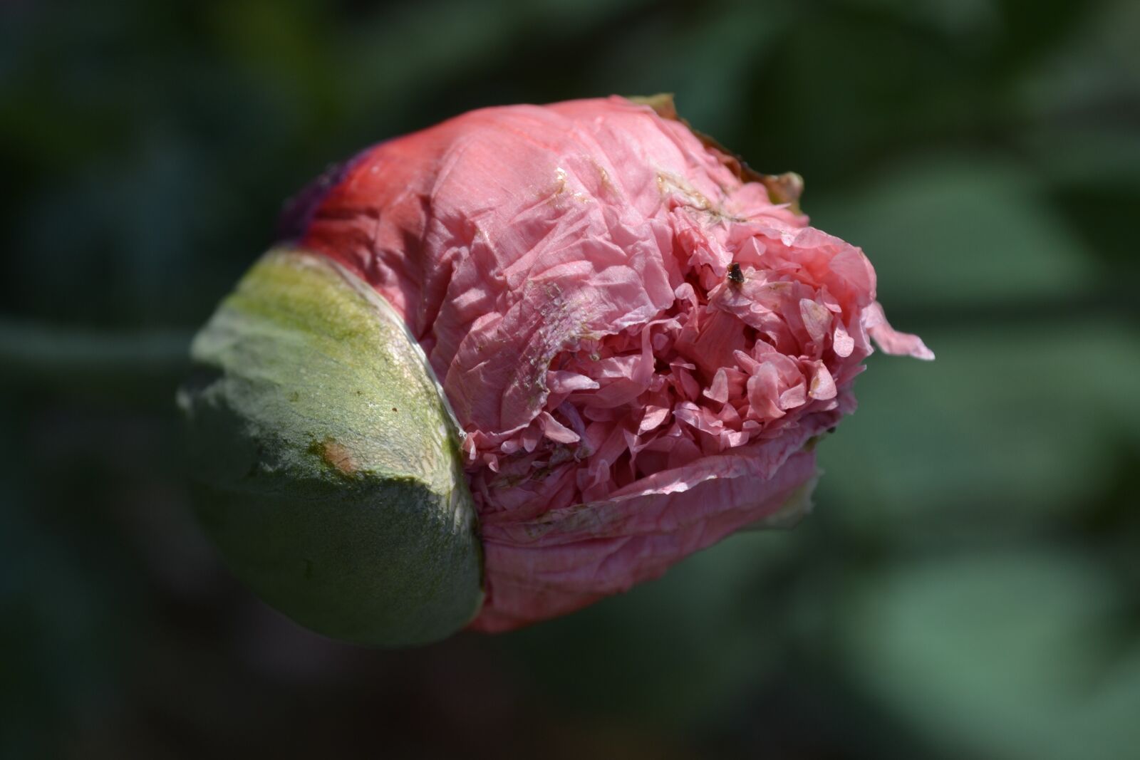 Nikon D3100 sample photo. Flower, nature, plant photography