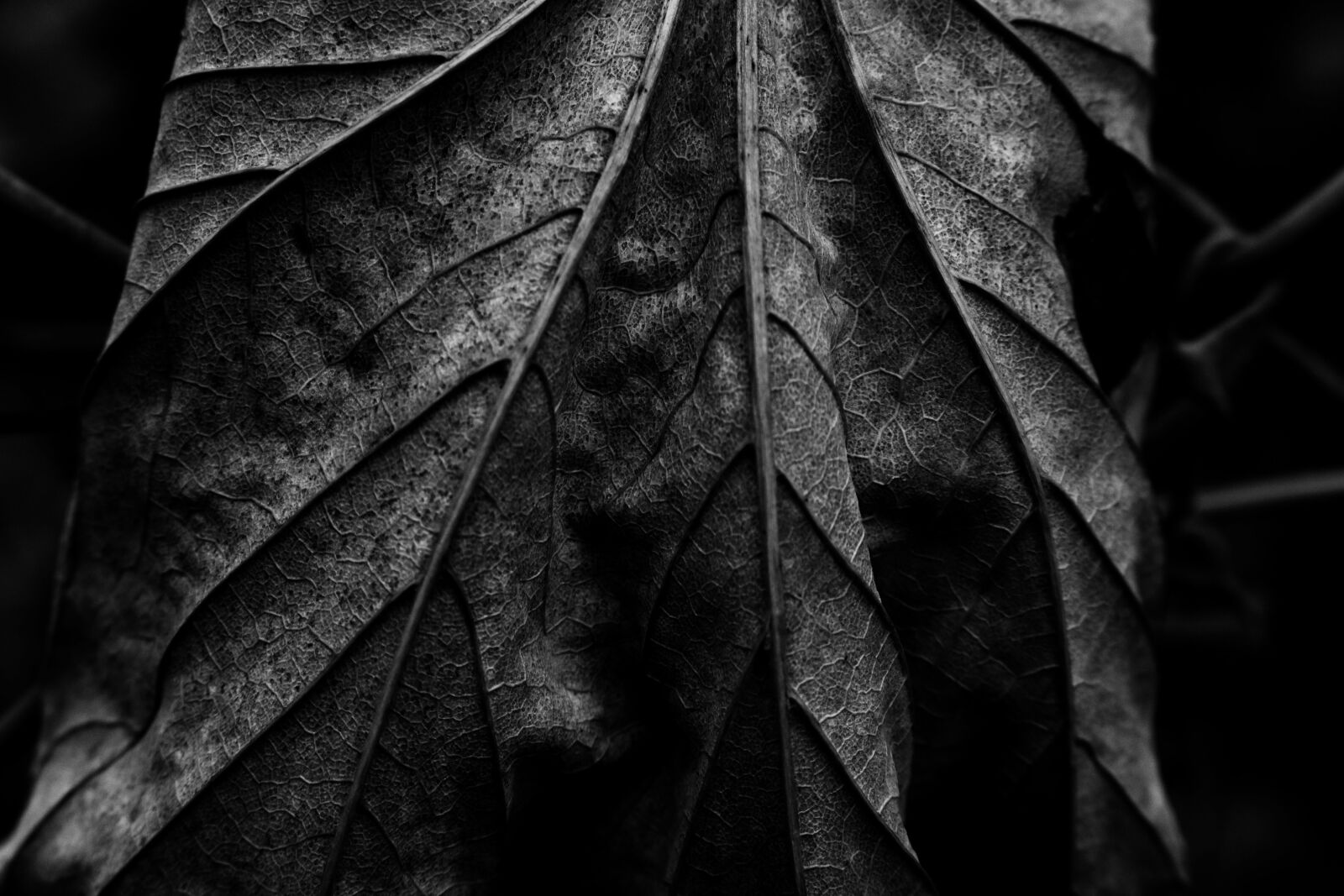 Canon EOS 750D (EOS Rebel T6i / EOS Kiss X8i) sample photo. Leaf, tree, flora photography
