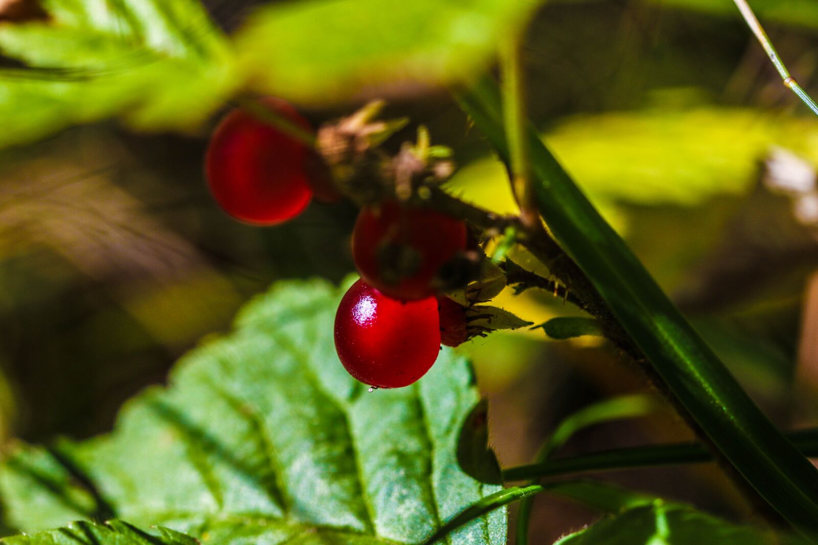 Canon EOS 7D Mark II sample photo. Red, berry, plant photography