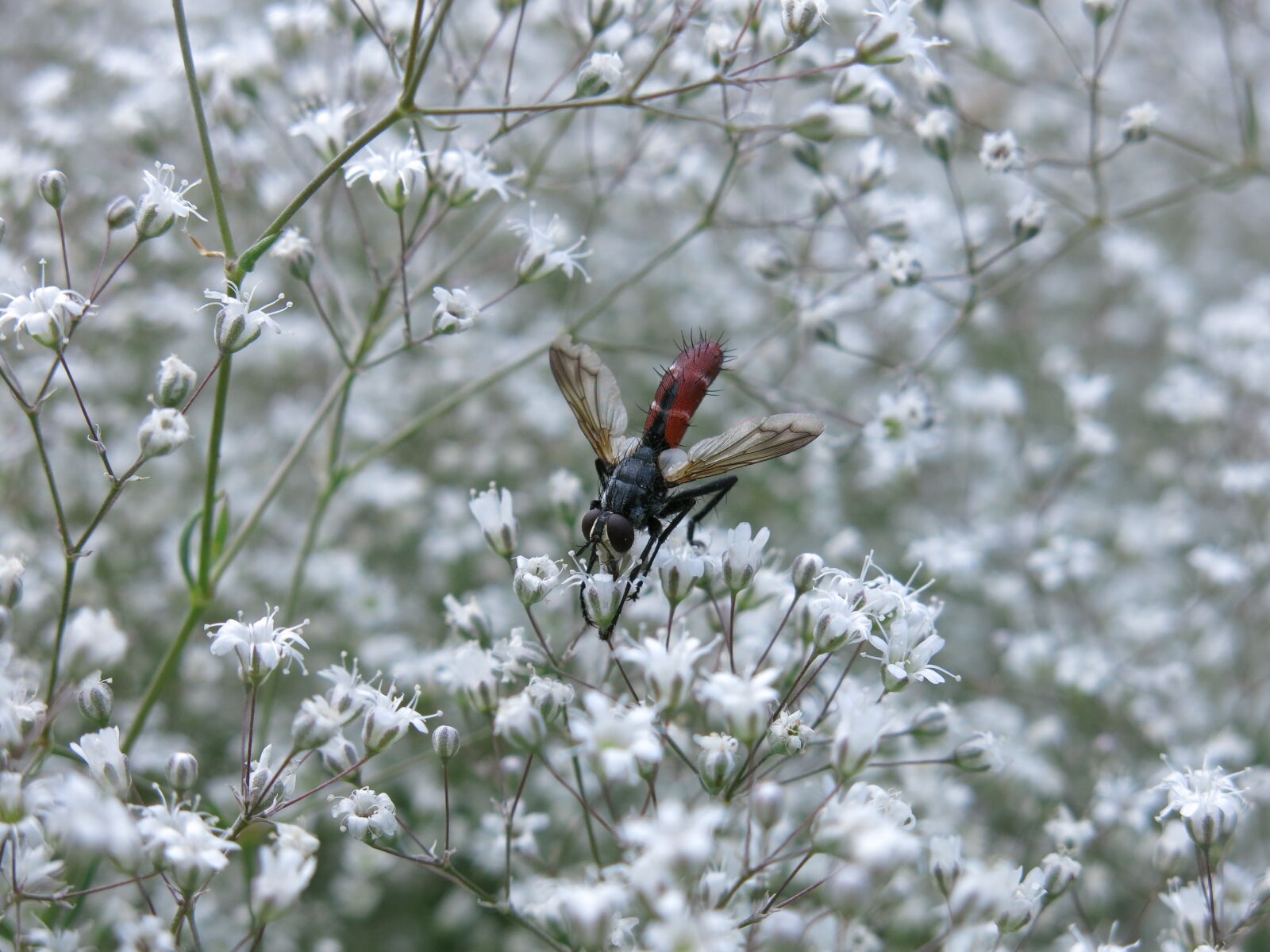 Canon PowerShot G15 sample photo. Predator fly, fly, cylindroma photography