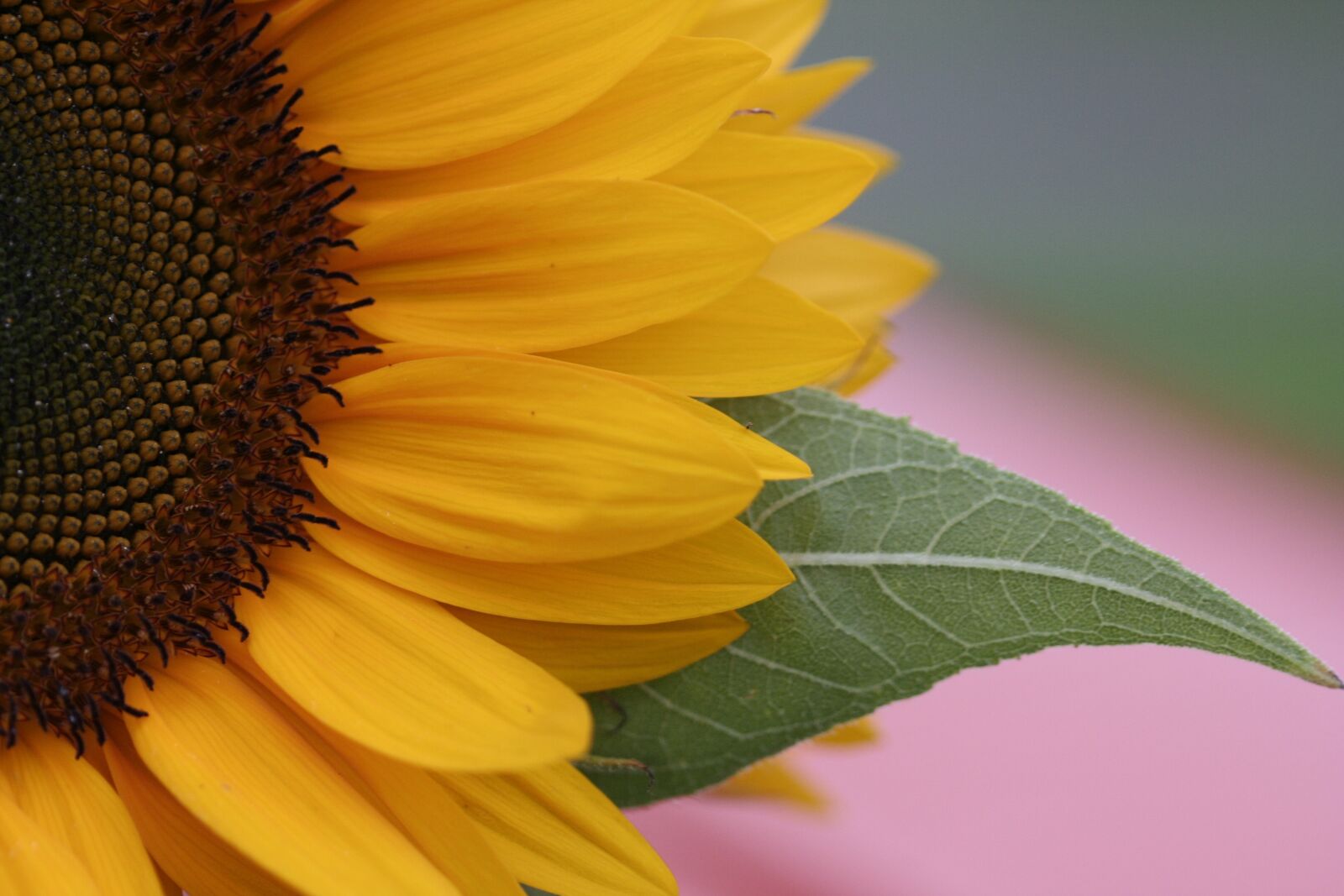 Canon EOS 350D (EOS Digital Rebel XT / EOS Kiss Digital N) sample photo. Flower, sunflower, leaf photography