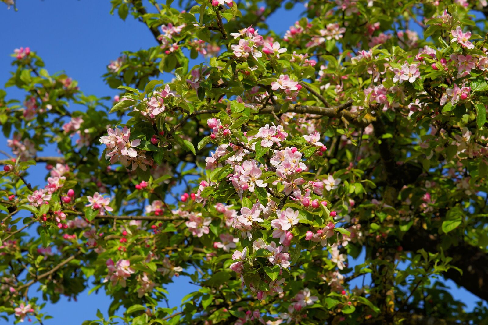 Sony a99 II sample photo. Apple tree blossom, apple photography
