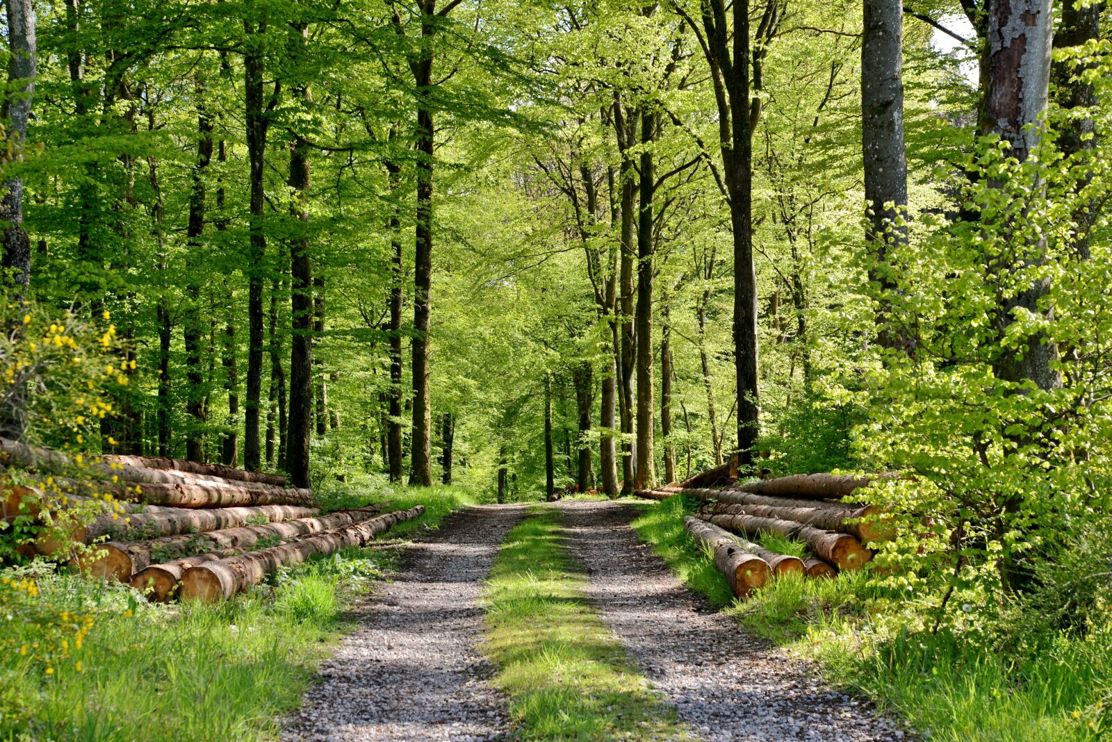 Nikon D600 sample photo. Nature, forest, forest path photography