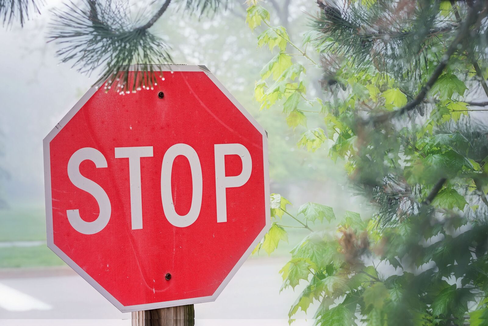 Nikon D810 sample photo. Stop, sign, symbol photography