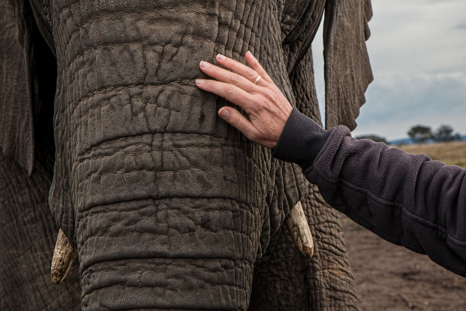 Canon EOS 70D sample photo. Elephant, trunk, skin care photography