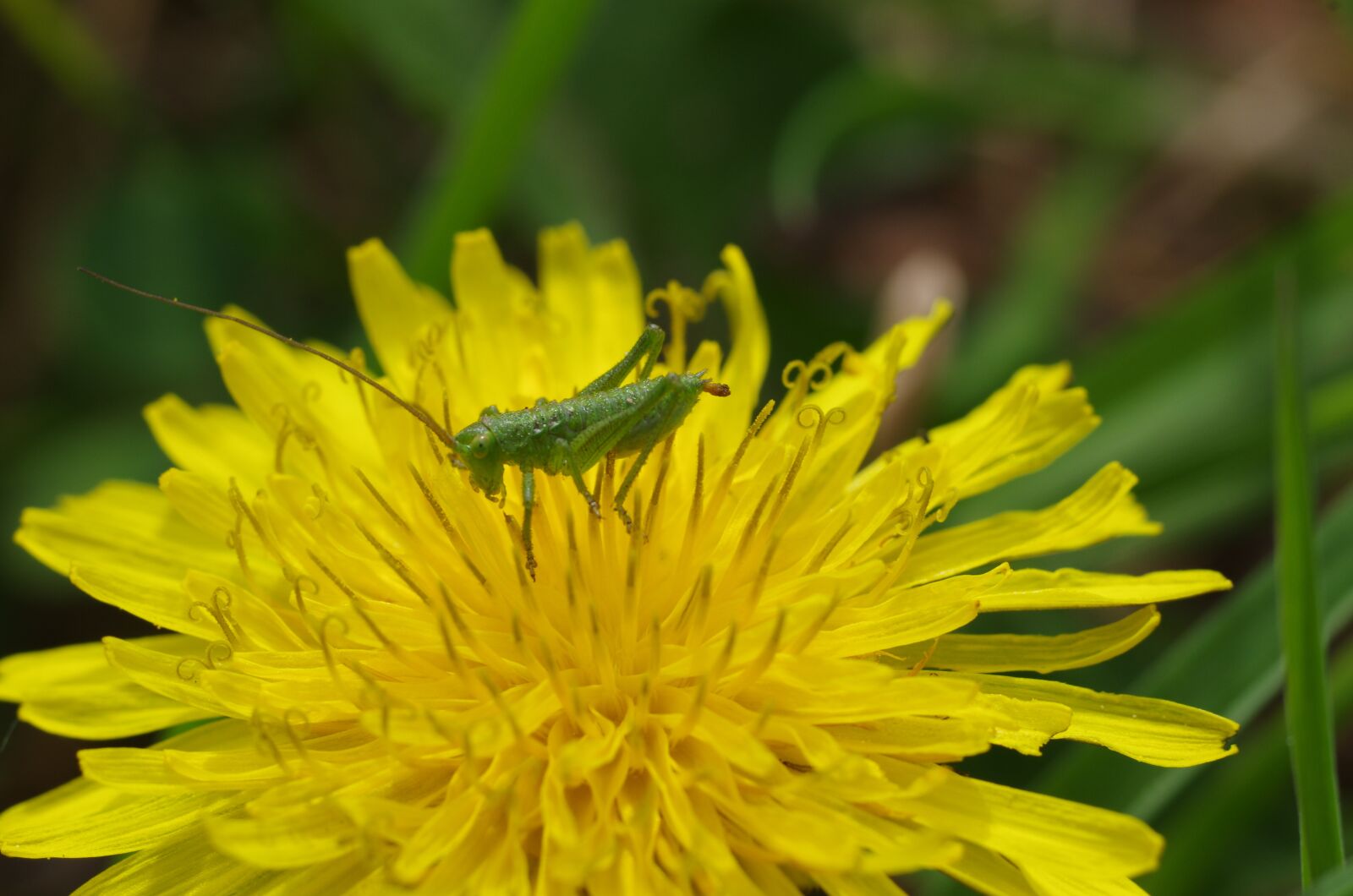 Pentax K-5 sample photo. Grasshopper, tiny, dandelion photography