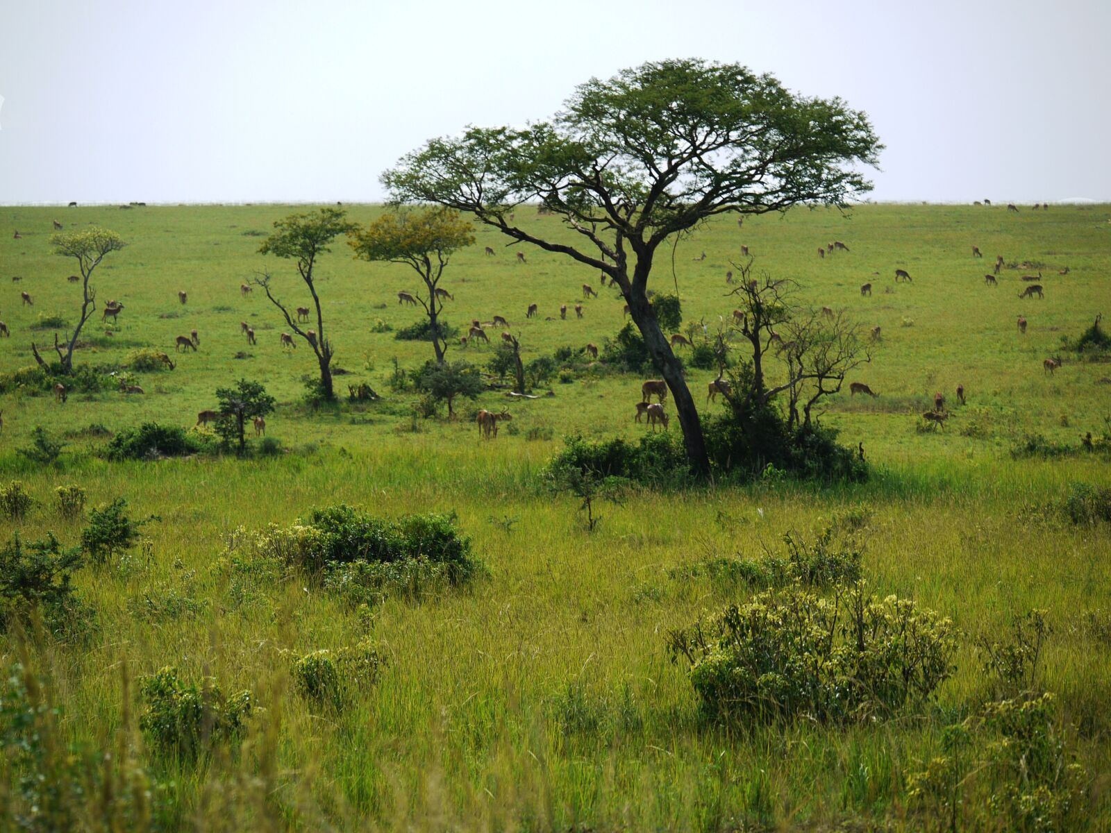 Panasonic Lumix DMC-G1 sample photo. Savannah, uganda, wild animals photography