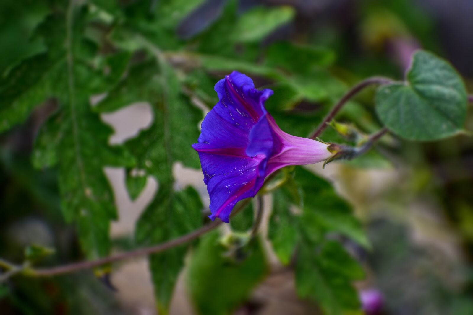Nikon D3400 sample photo. Flower, wild flower, summer photography