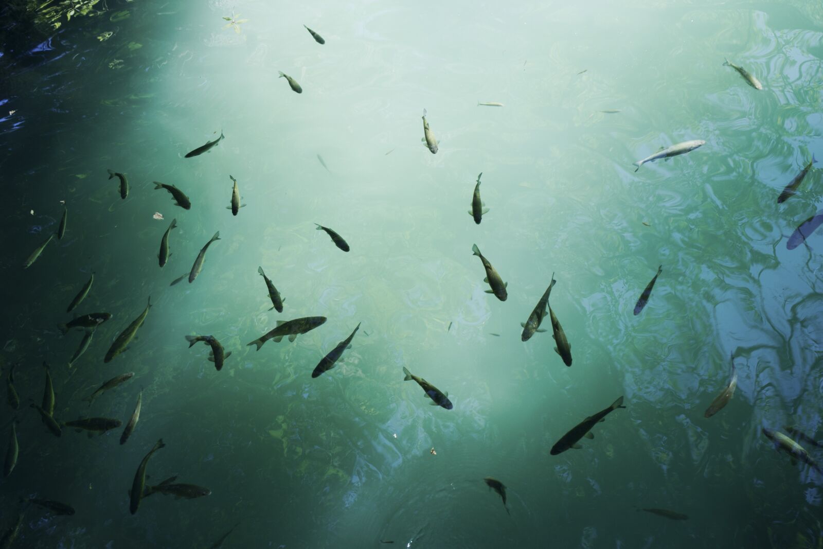 Nikon D7200 sample photo. Fish, water, wildlife photography