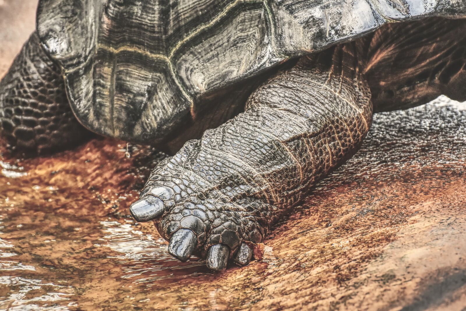 Nikon D7200 sample photo. Giant tortoises, foot animals photography