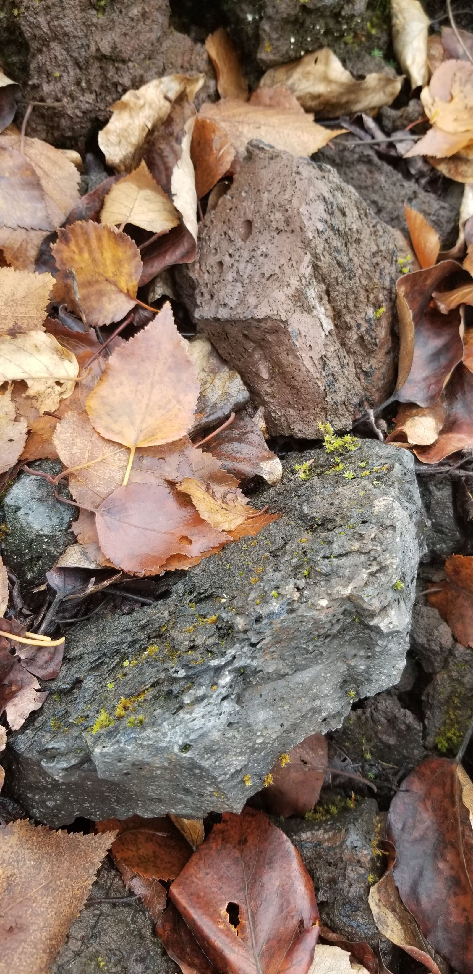 Samsung Galaxy S8 sample photo. Leaves, fall leaves, rock photography