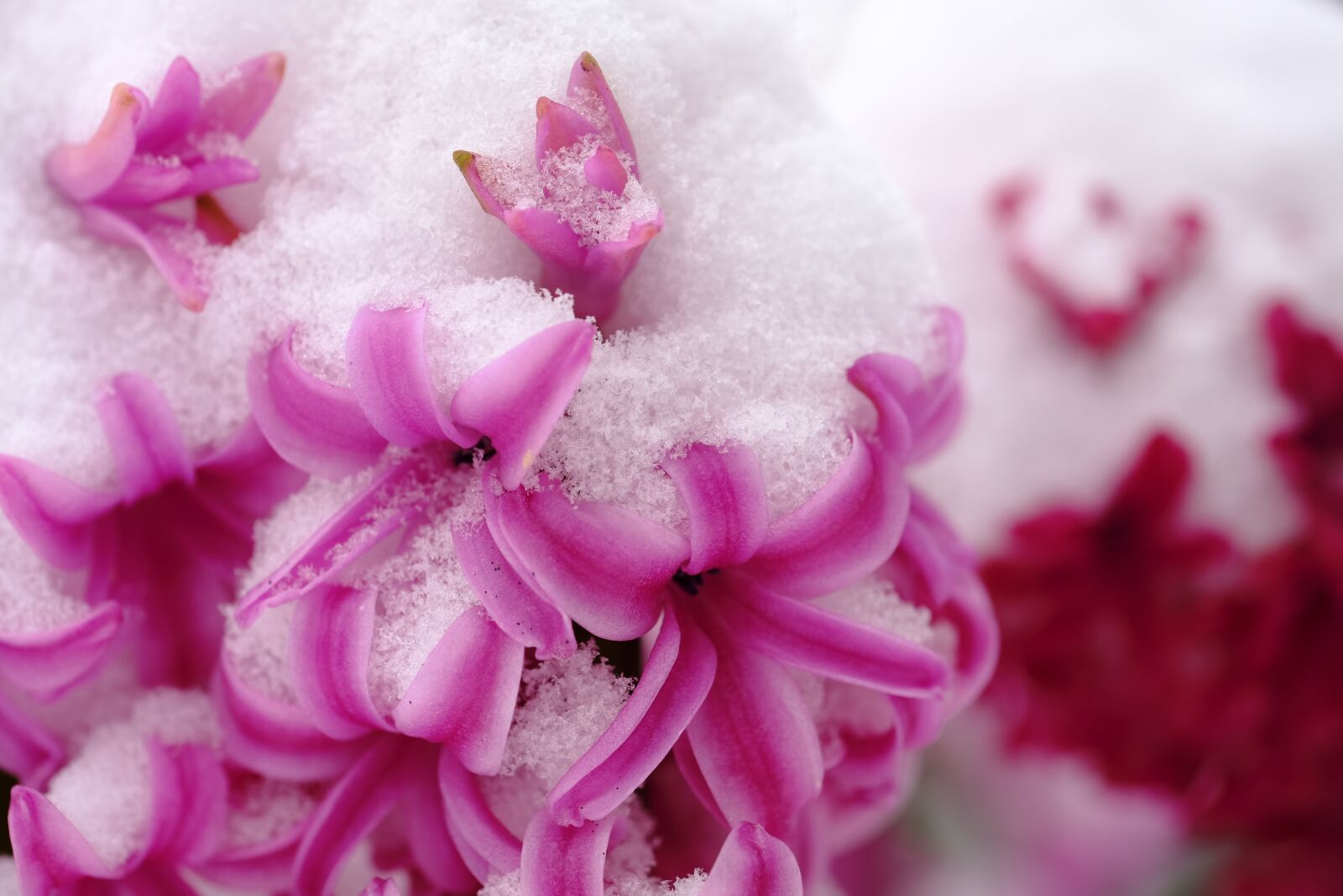 Fujifilm X-T2 + Fujifilm XF 80mm F2.8 R LM OIS WR Macro sample photo. Hyacinth, blossom, bloom photography