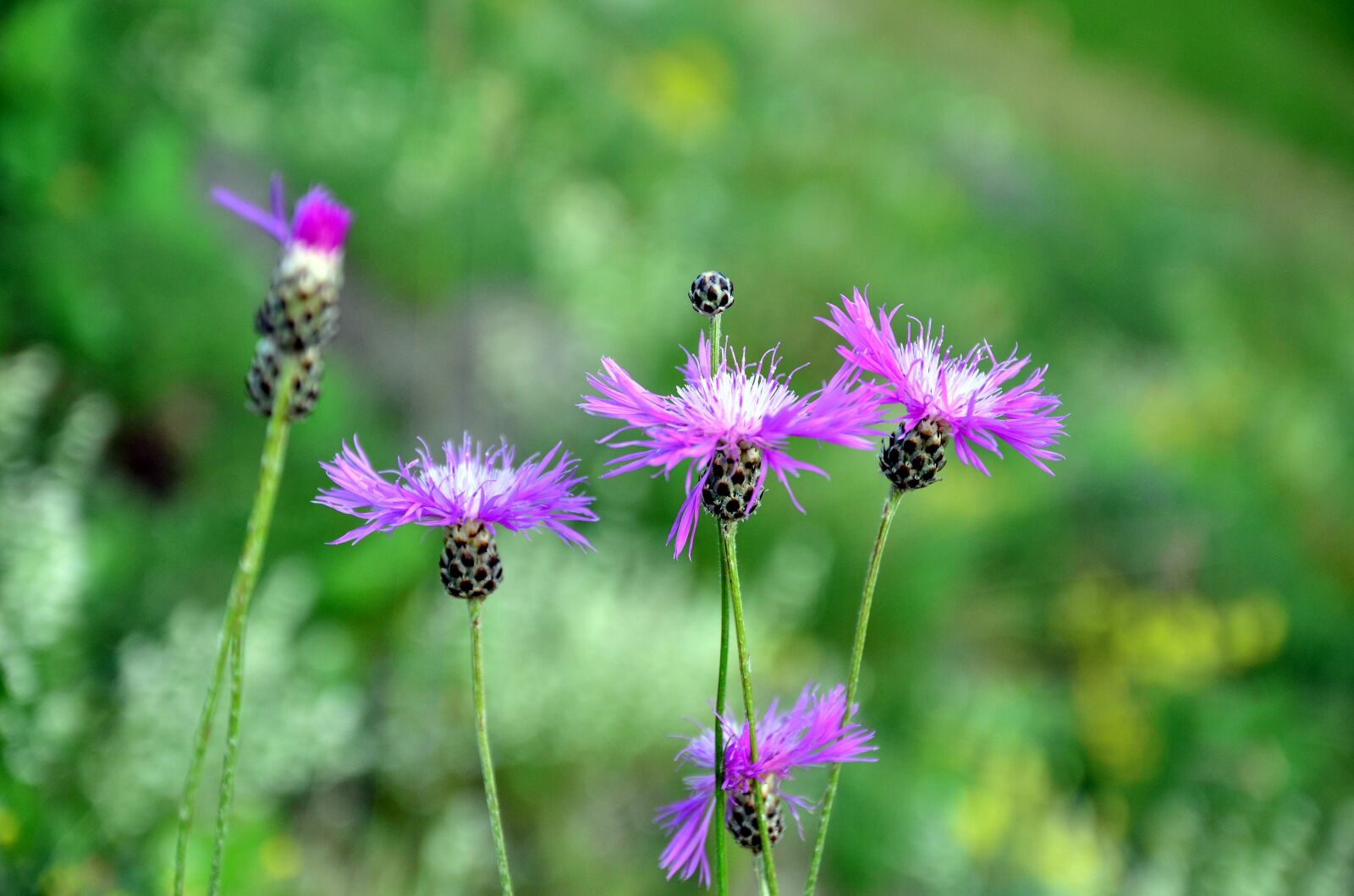 Nikon D5100 sample photo. Nature, flower, plant photography