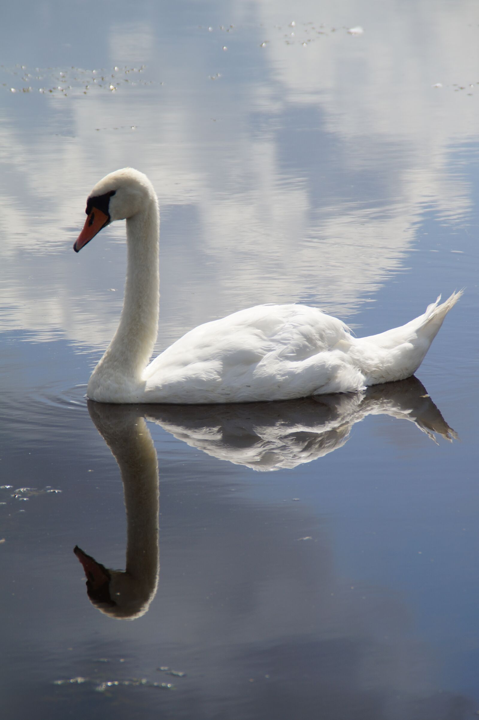 Sony SLT-A58 sample photo. Swan, mute swan, water photography