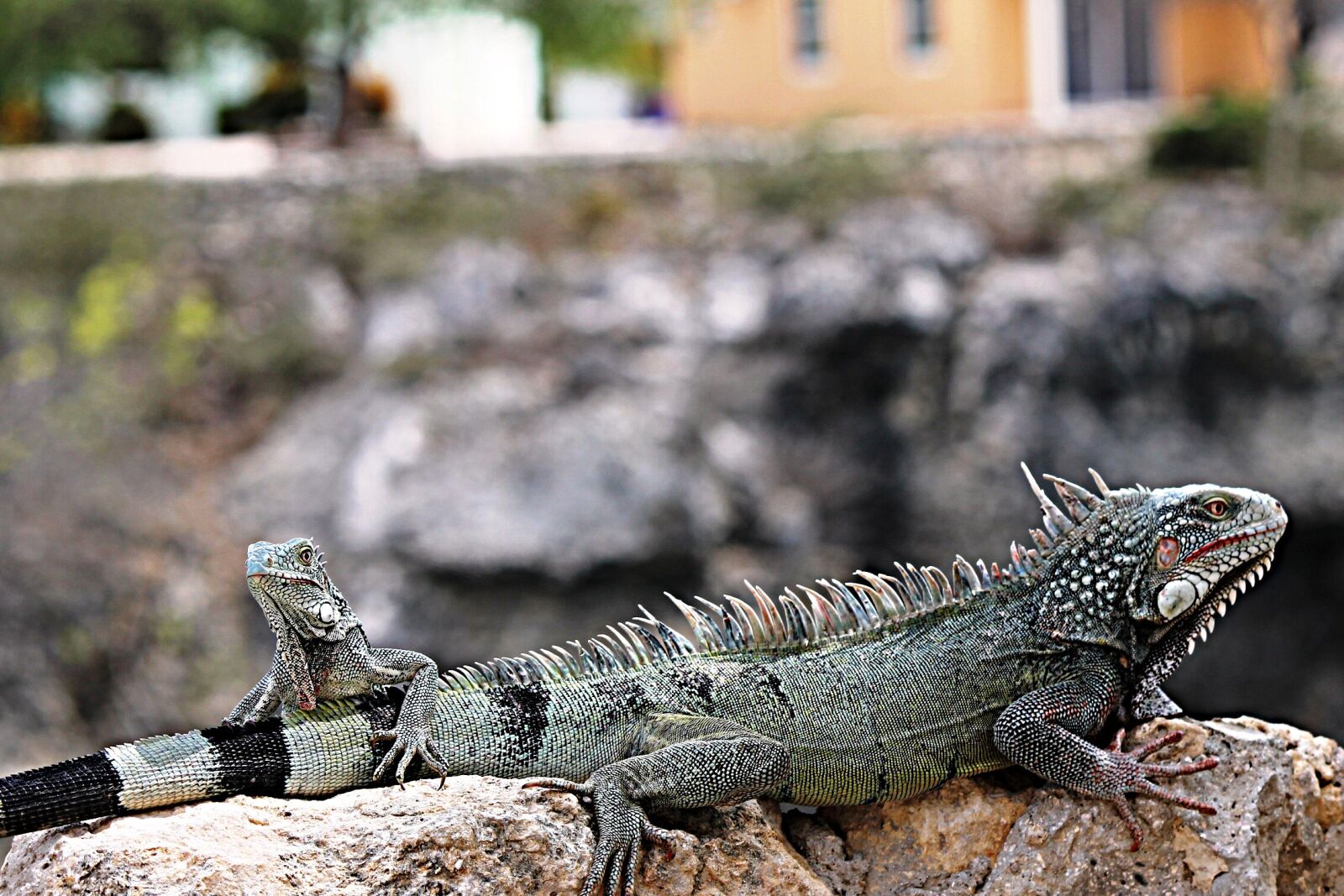 Canon EF-S 55-250mm F4-5.6 IS II sample photo. Iguana, curaçao, nature photography