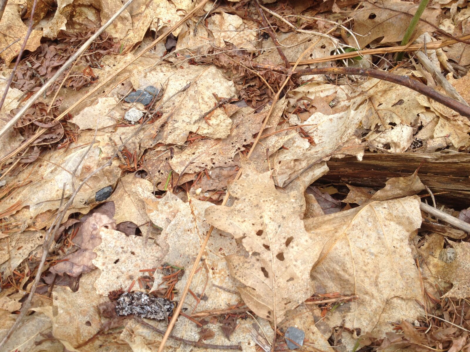 iPhone 4S back camera 4.28mm f/2.4 sample photo. Ground, leaves, nature photography