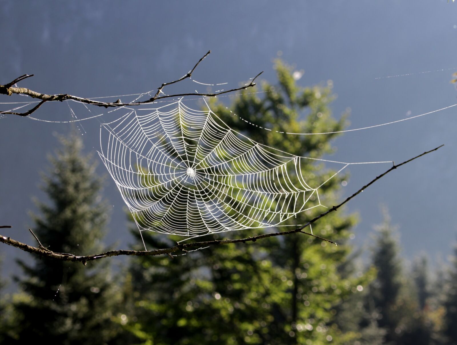 Canon EOS 100D (EOS Rebel SL1 / EOS Kiss X7) sample photo. Dream catcher, spider, cobweb photography