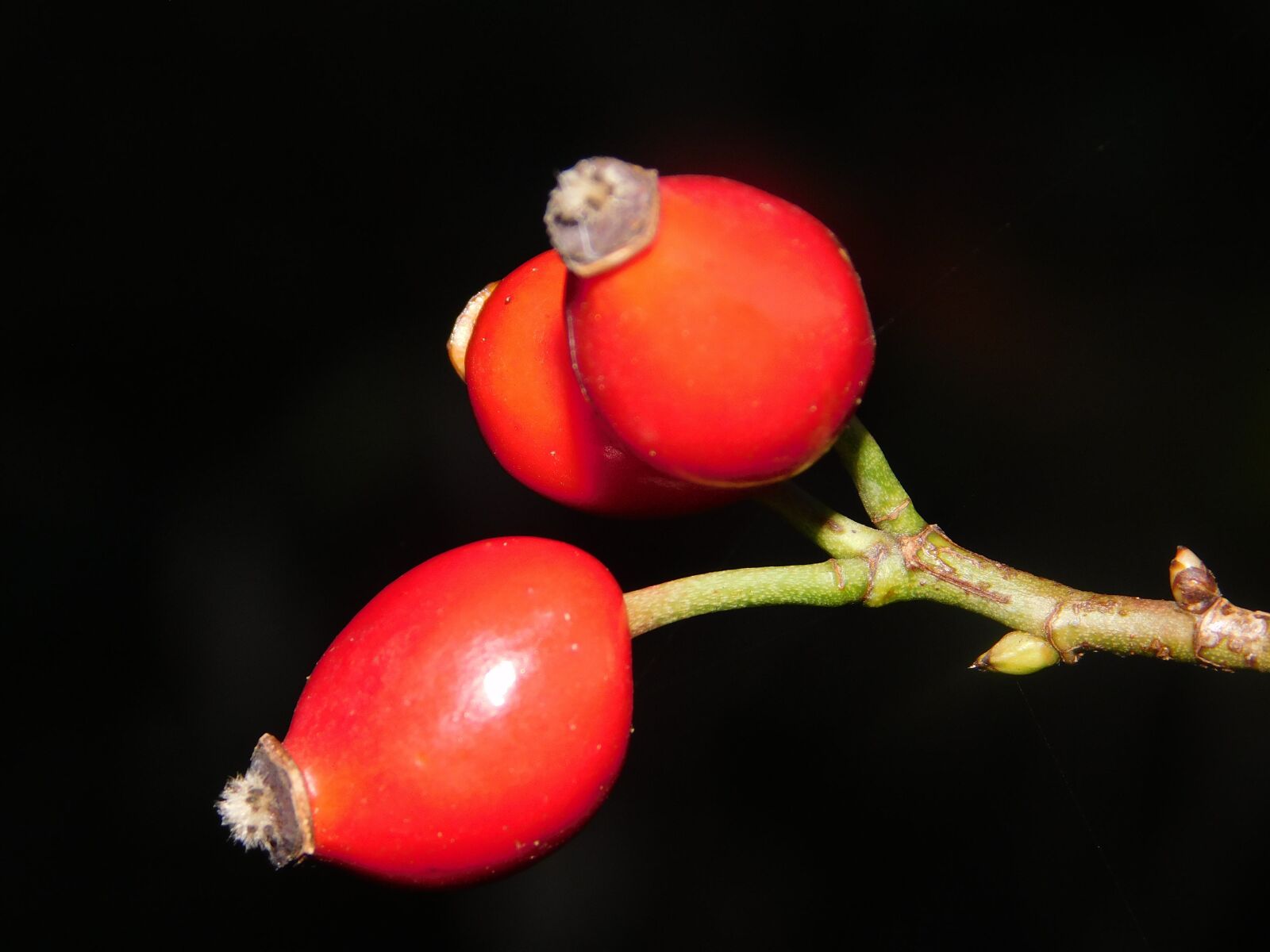 Nikon Coolpix L840 sample photo. Autumn, flower, rose hip photography