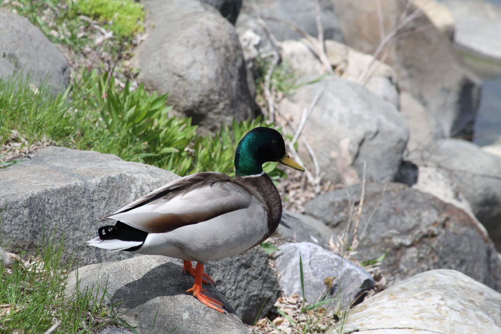 Canon EOS 7D sample photo. Duck, madison, wisconsin photography