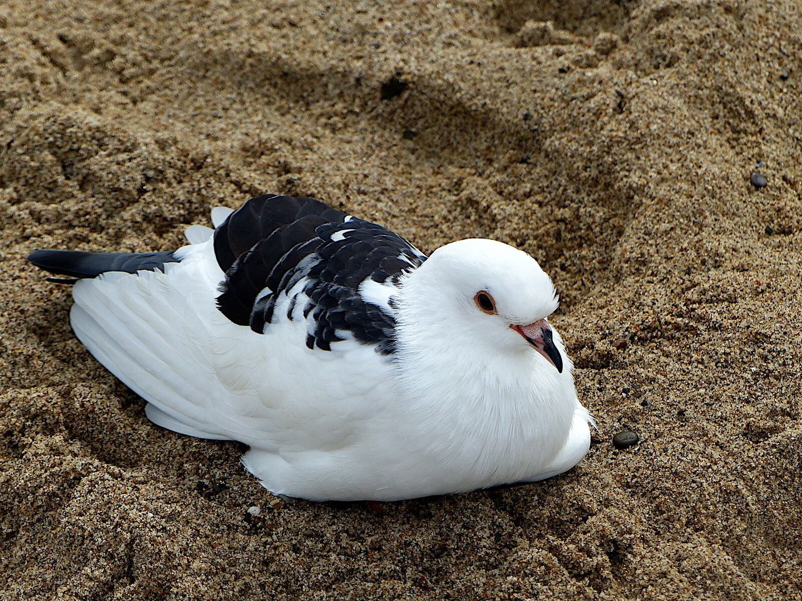 Panasonic Lumix DMC-FZ200 sample photo. Birds, seagull, beach photography