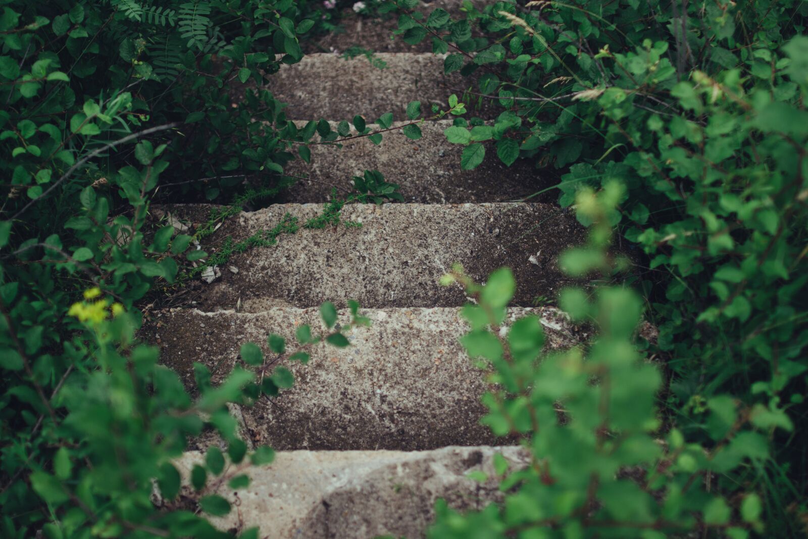 Nikon D5200 sample photo. Concrete, outdoors, plants photography