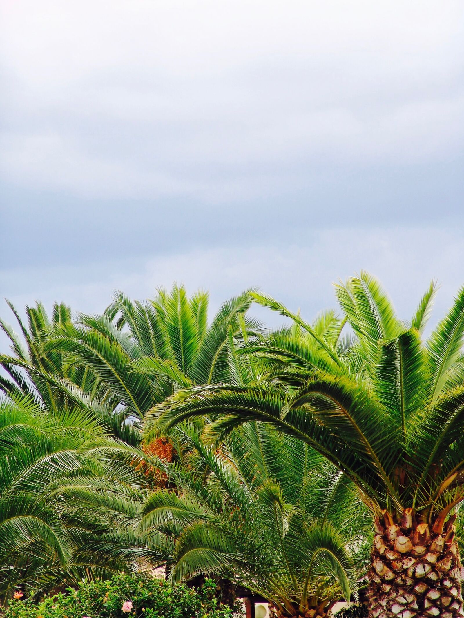 Sony DSC-F828 sample photo. Palm, sky, tree photography