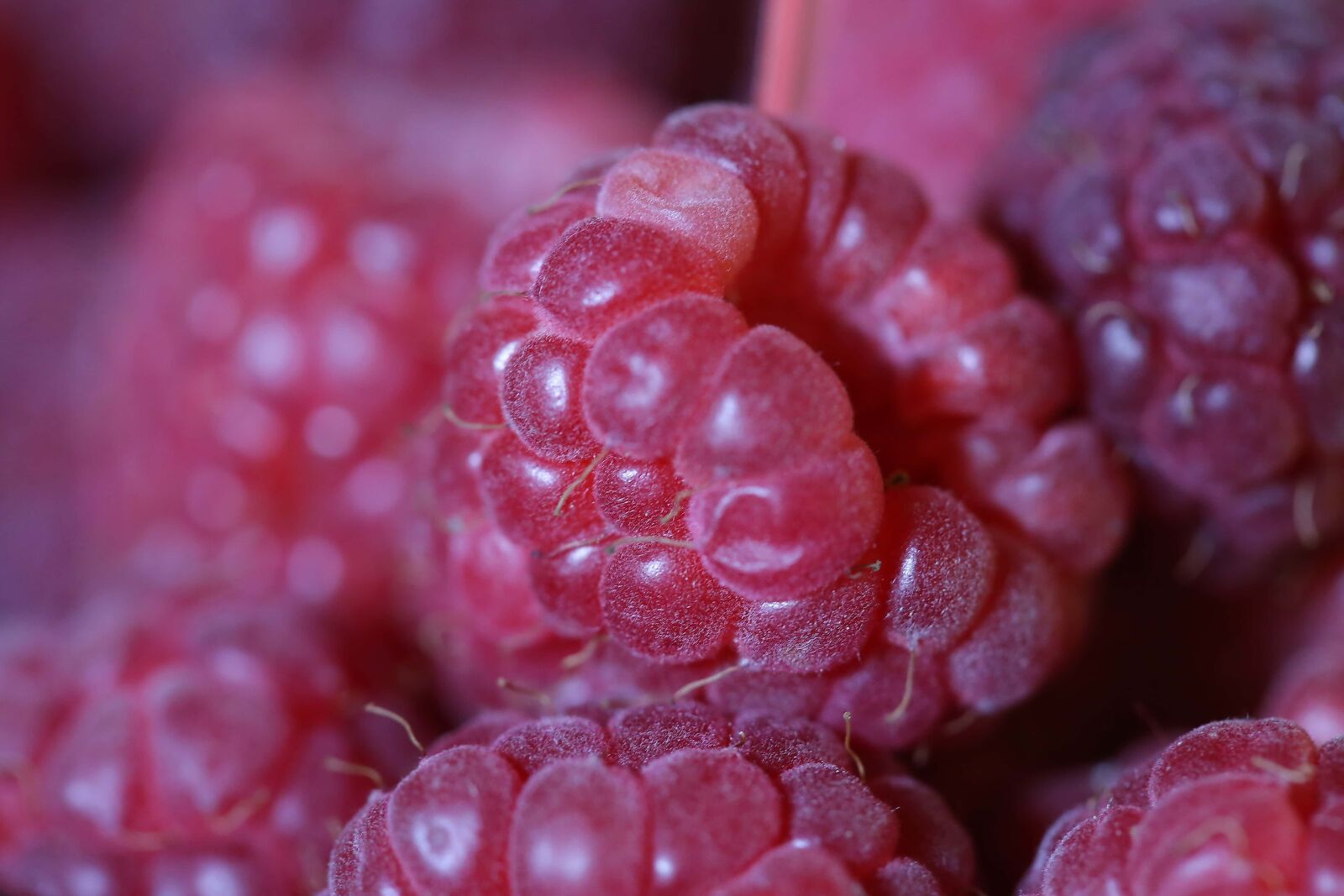 Canon EF 100mm F2.8 Macro USM sample photo. Raspberry, berries, raspberries, fruit photography