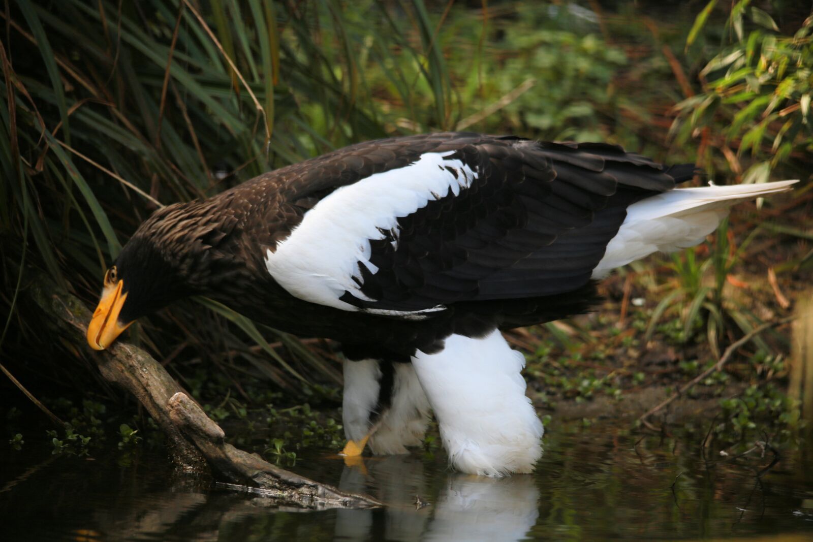 Canon EOS 6D sample photo. Eagle, nature, bird of photography