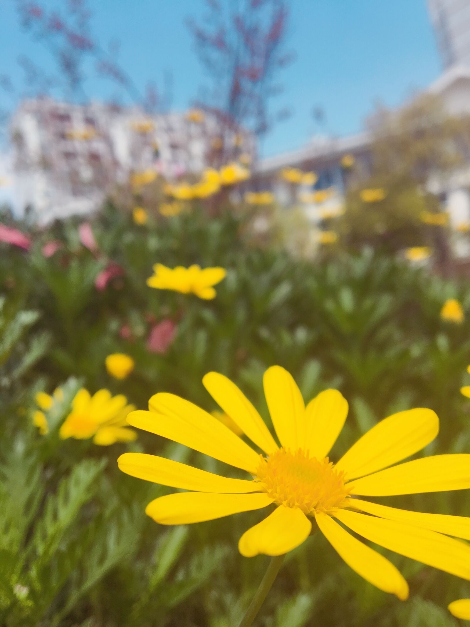 Apple iPhone 6s sample photo. Beautiful, sunshine, happy photography