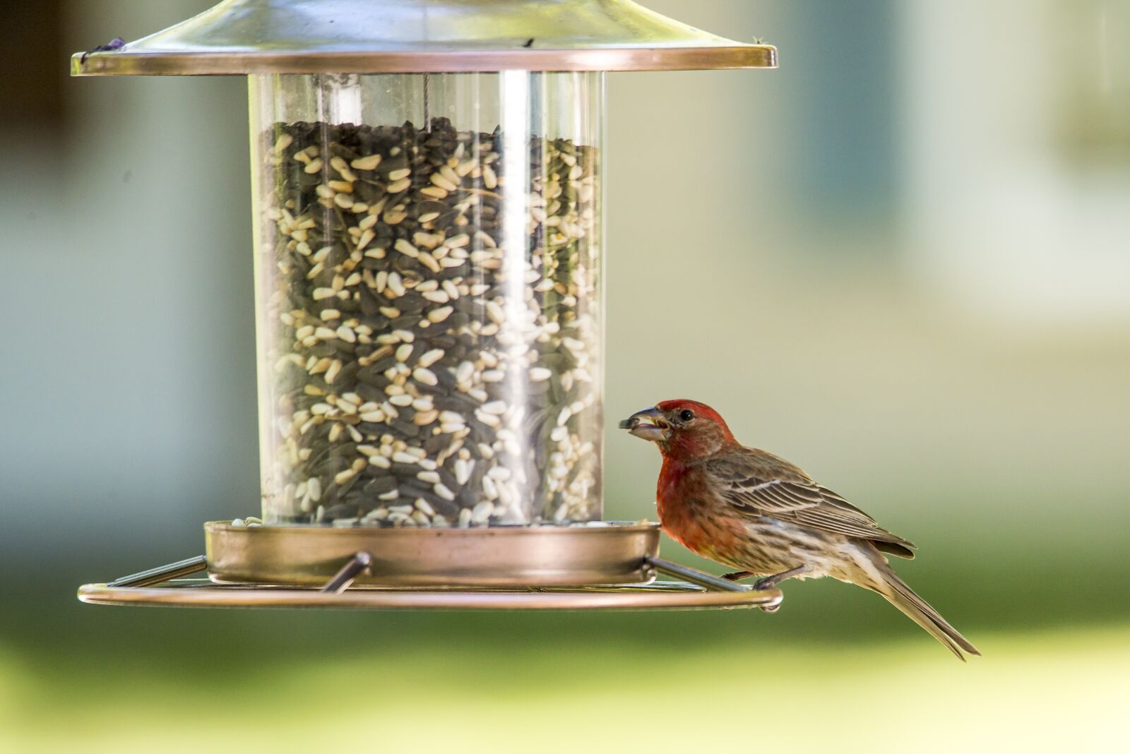 Nikon D810 sample photo. House finch, bird, red photography