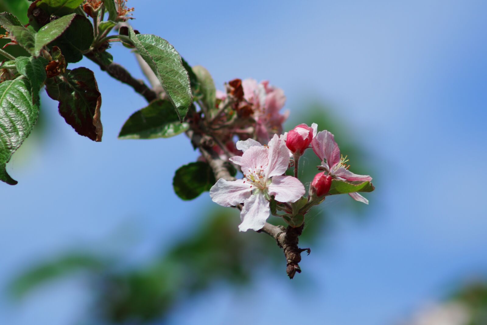 Sony SLT-A68 sample photo. Apple tree, apple tree photography