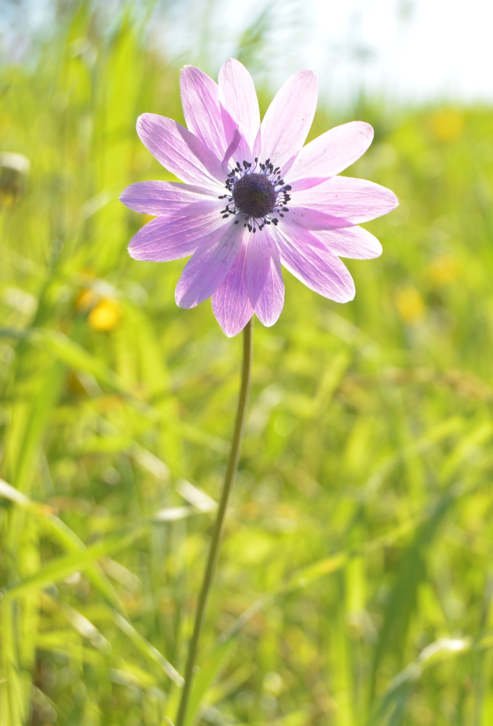 Nikon D5200 sample photo. Flower, violet, light photography