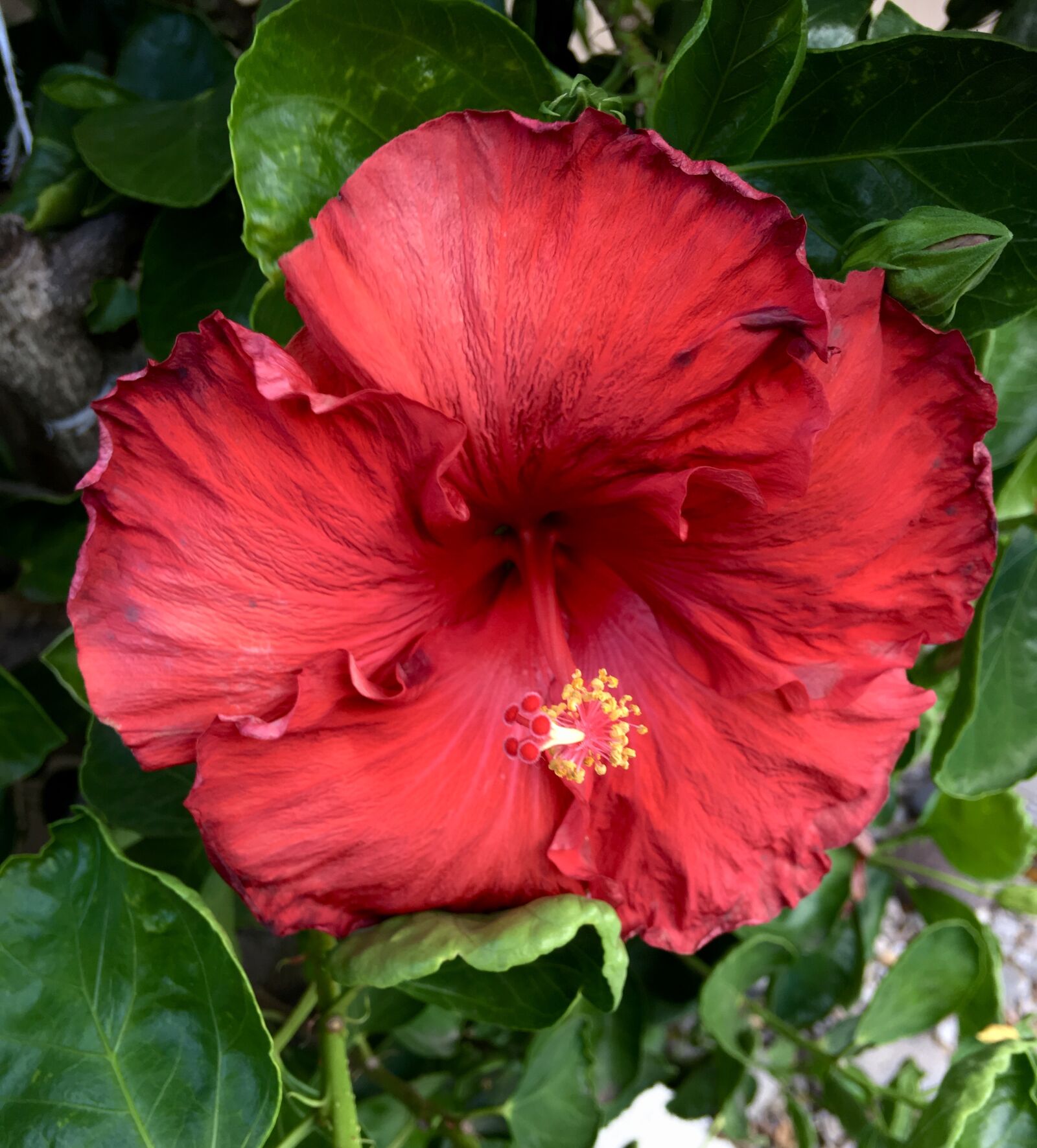 Apple iPhone 6s Plus sample photo. Hibiscus red, red petals photography