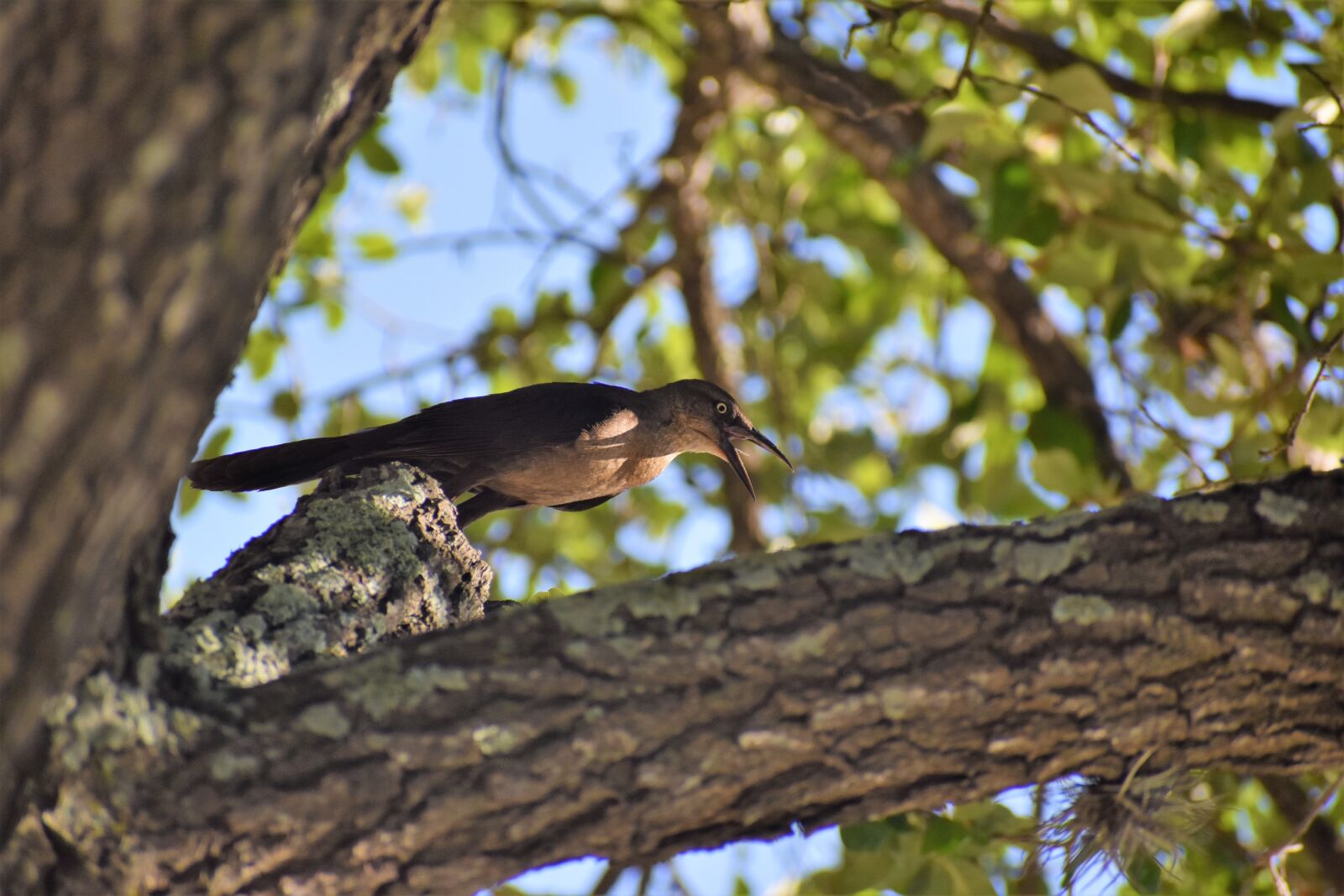 Nikon D3500 sample photo. Raven, chirping, wild bird photography