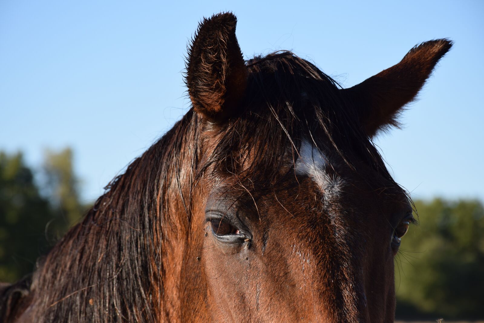Nikon D5300 sample photo. Animal, horse, eyes photography