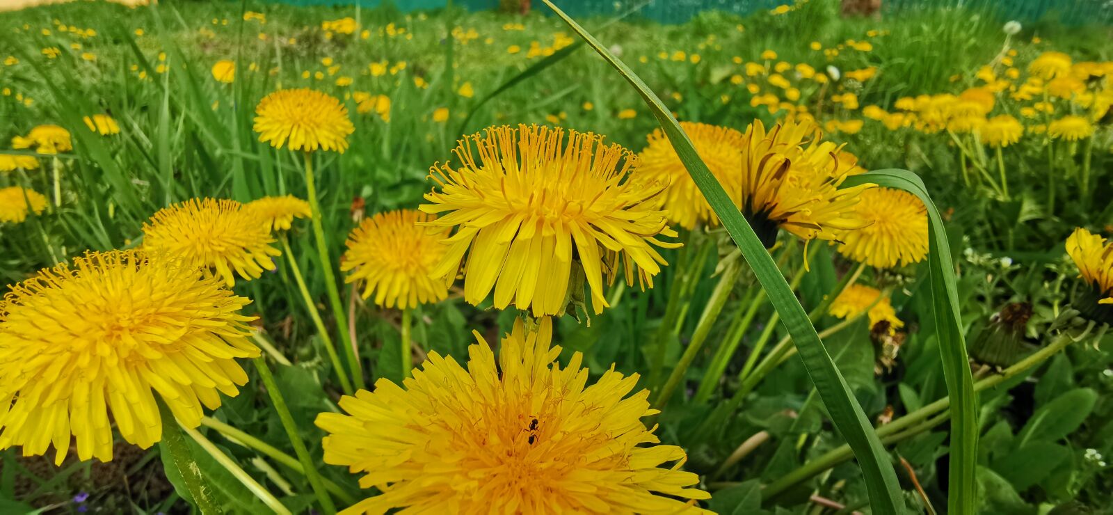 HUAWEI P30 Pro sample photo. Yellow dandelions in the photography