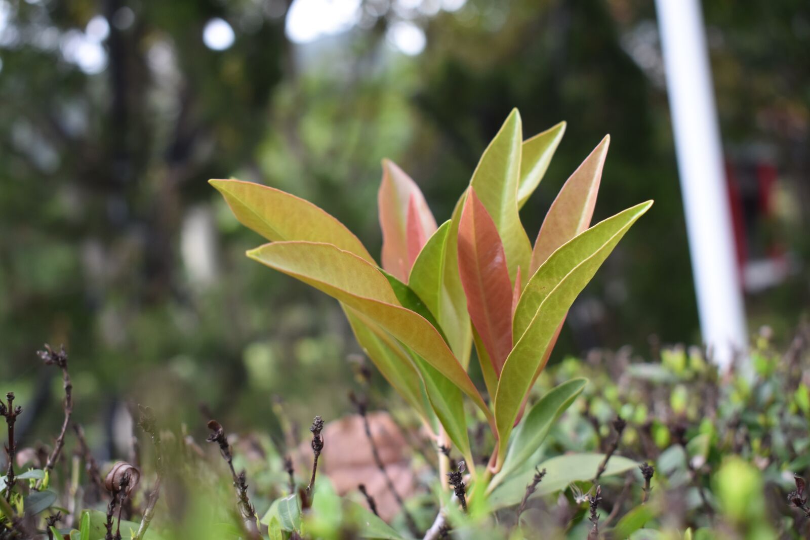 Nikon D3400 sample photo. Nature, leaf, flora photography