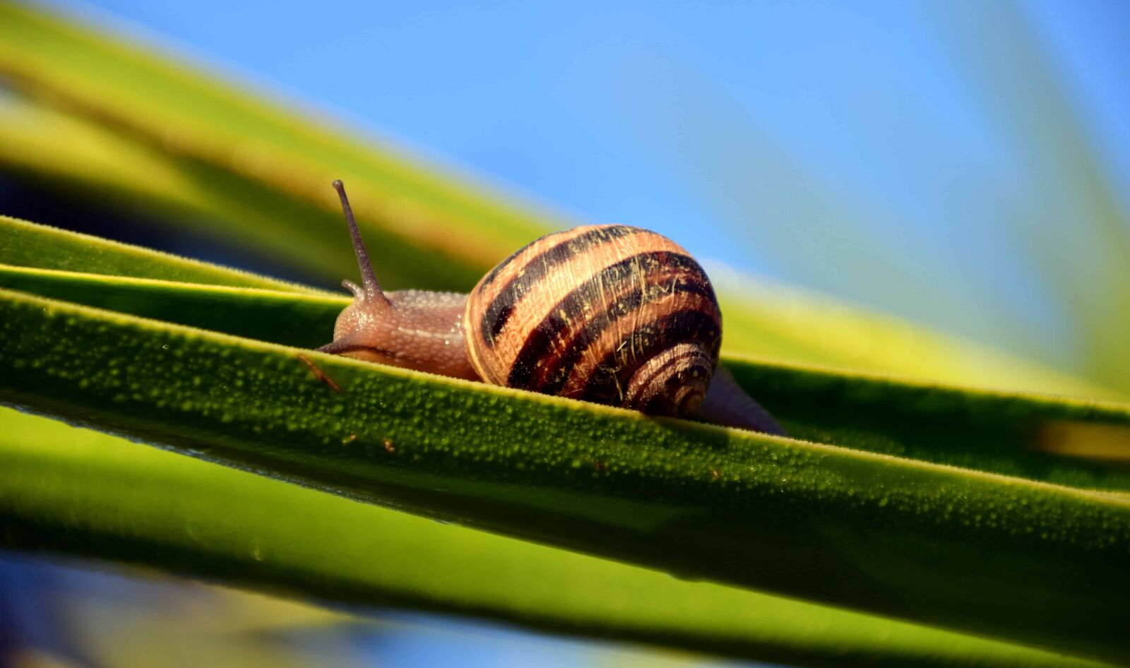 Nikon D3300 sample photo. Garden, leaf, snail, grass photography